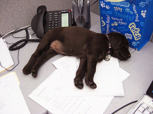 justabigcliche:awesome-picz:Today Is National Take Your Dog To Work Day.Hire them all