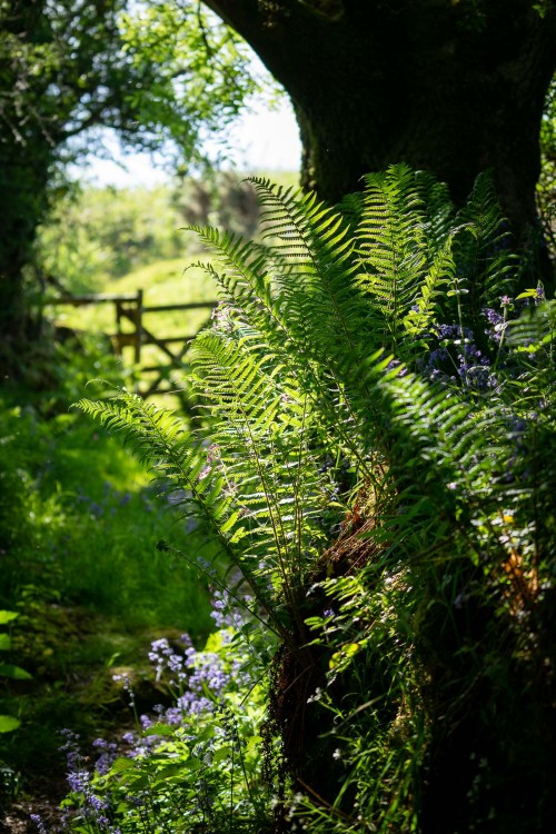 The moor gate