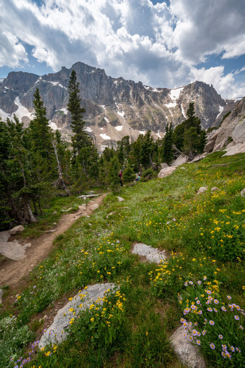 wicks-photo:Wildflowers at Glacier LakeBeartooth Mountains, MT.