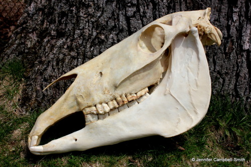 Horse (Equus caballus) partially cleaned by me.  It’s not as white as I like to get my skulls,