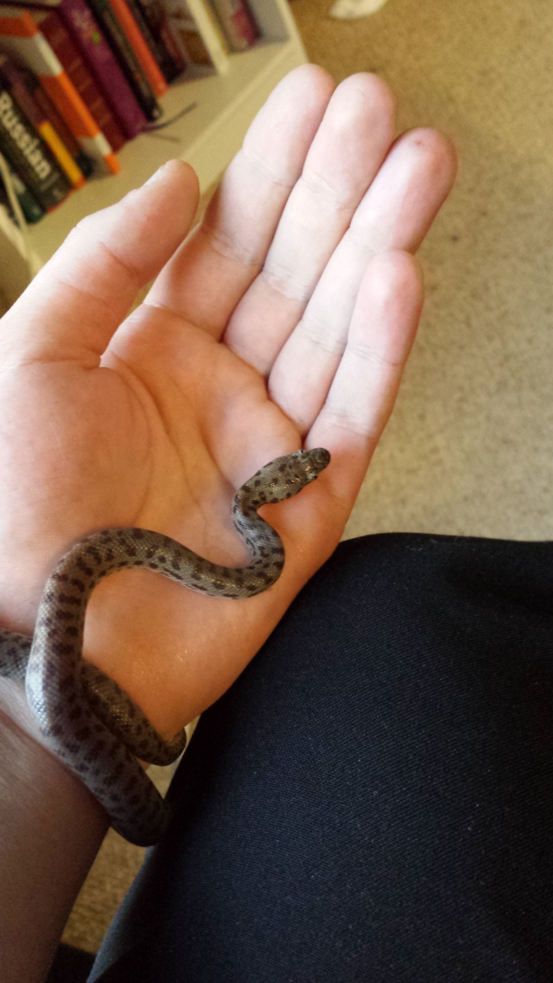 xenithion:  Hey tumblfriends, help me name my new snek :3 She needs a cute name to