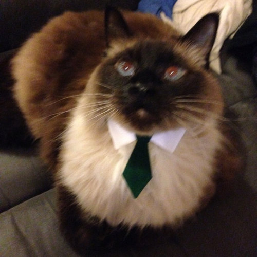 Sure, a little blurry, but still handsome as ever! Meagan’s little one in the emerald tie, cute cute