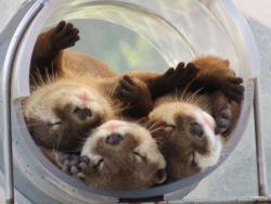 awwww-cute:  I see your huskies, shibas, and kittehs, and raise you a tube of otters. (Source: https://ift.tt/2MvezvD)