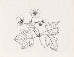 Nadezdafavaillustration:  Nadezda Fava | Thimbleberry 