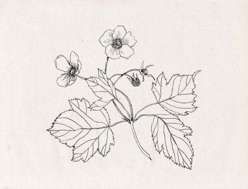 nadezdafavaillustration: Nadezda Fava | THIMBLEBERRY