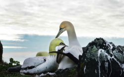 congenitaldisease:  Nigel, the loneliest bird in the world, has passed away.  Nigel lived a very tragic and lonely life, to say the least. He lived his life on the edge of the cliffs of an uninhabited island just off New Zealand. He has been found dead