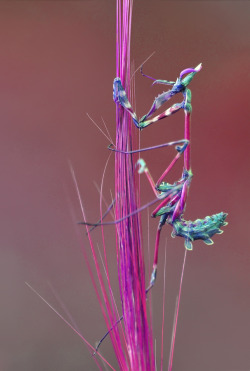 magicalnaturetour:   “MANTİS” by Mustafa