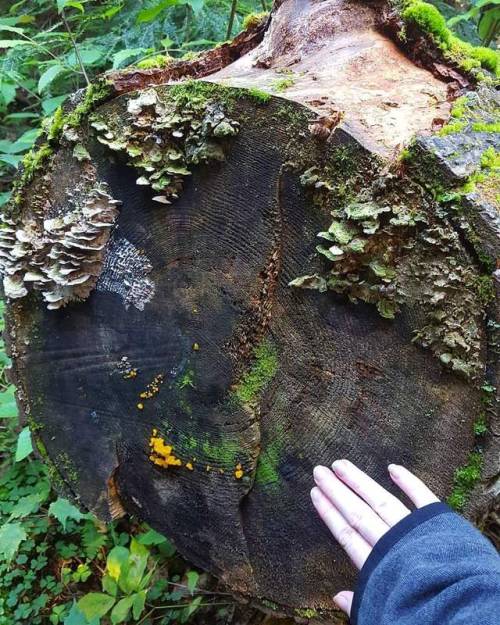 lavenderwaterwitch: Such big trees covered in fungus