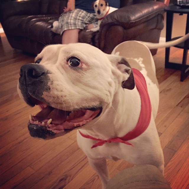 thatrealtorcub:  #americanbulldog smiles are the best smiles.