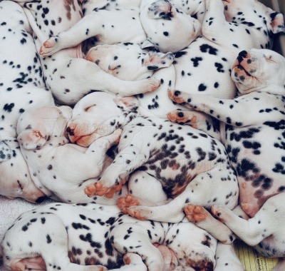 Sex worldssmallesttrampoline:🐶 Piles of Dalmation pictures