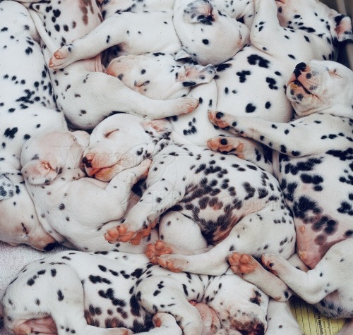 worldssmallesttrampoline:🐶 Piles of Dalmation puppies. 
