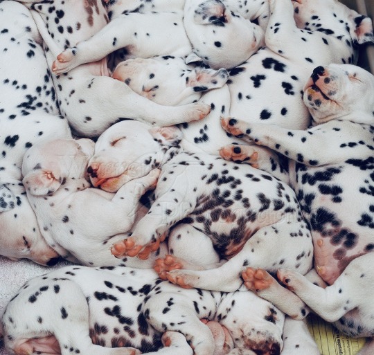 worldssmallesttrampoline:🐶 Piles of Dalmation puppies. 
