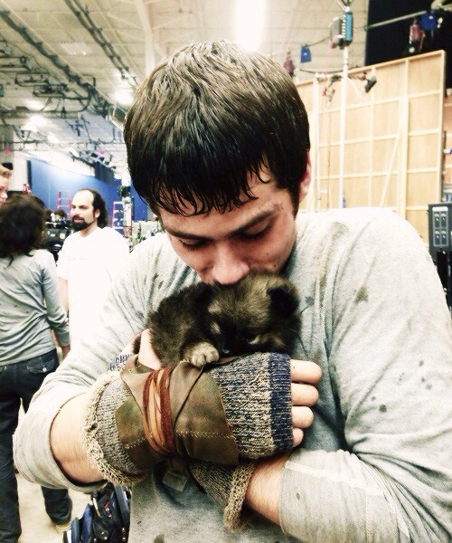 shipwreckface:  Dylan + puppies = FREAKING ADORABLE! 