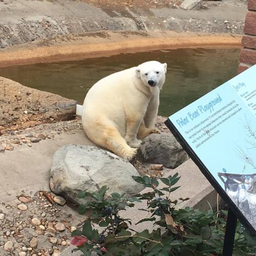 Even the polar bear wasn’t really under pressure. They were just kind of chilling