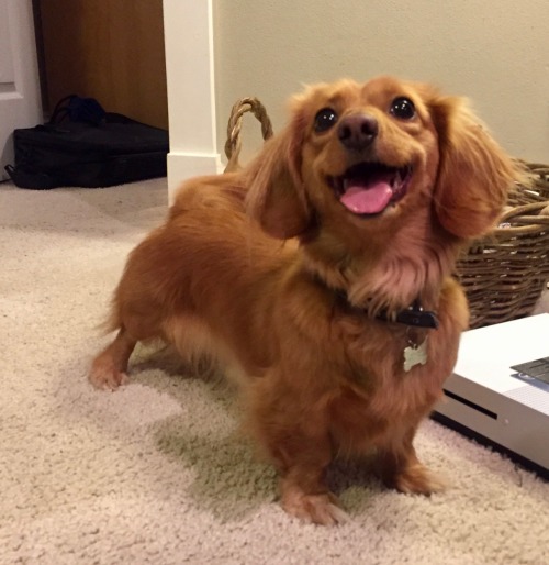 handsomedogs:This is Eleanor, she is a long-haired adult photos