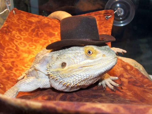 tastefullyoffensive:Bearded Dragons Wearing Hats 