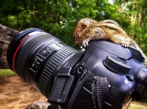 snowthoughts:  magicalnaturetour:  Photos by Paul Williams via thephotomag   This is one of the most beautiful precious things ever. So sweet, I love chipmunks