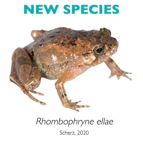 I am thrilled to introduce Madagascar’s newest frog species, Rhombophryne ellae! This new diamond fr