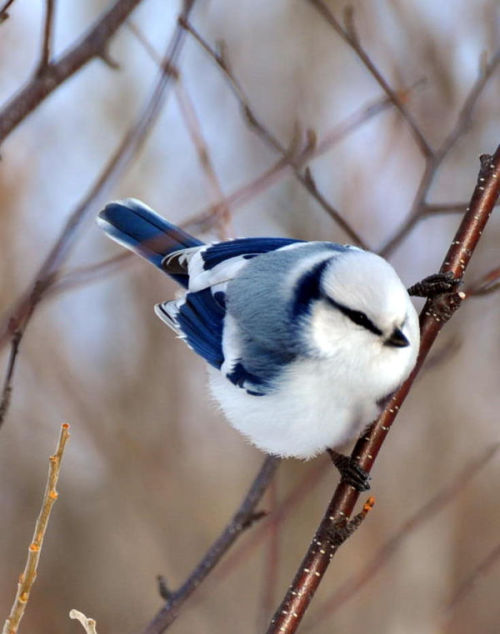 ainawgsd: The azure tit (Cyanistes cyanus) is a passerine bird in the tit family Paridae. It is a wi