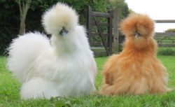 al-grave:  godotal:  Silkie Chickens  *small llamas 