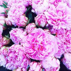 mydarkangel2pls:  o-psiedaisies:  historyinhighheels:  Already missing #peony season 😢 #blooms #peonies #pink  o-psiedaisies.tumblr.com  hptals  My so pretty!!