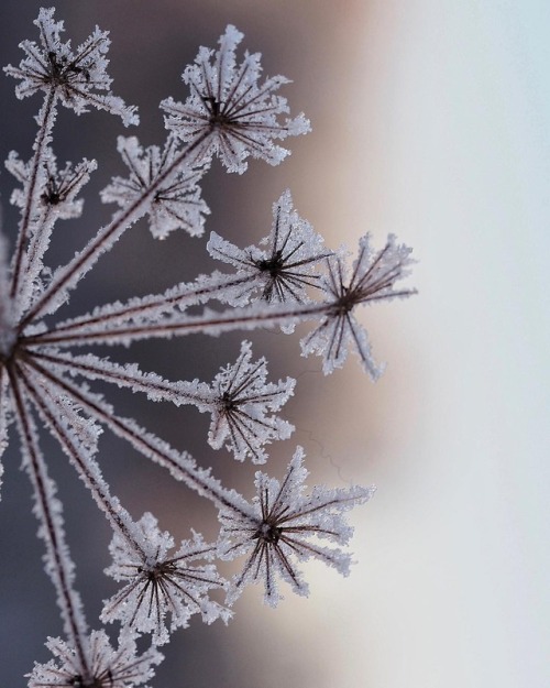 crossconnectmag:  Photography by Sandra Linnell Sandra Linnell is a 36 years old self-taught photographer, based in Stockholm, Sweden. She shoots a lot of nature and lifestyle photography using an Olympus OMD EM-10 and is an ambassador of the brand. 