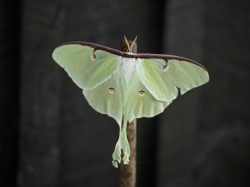 noahkalina:  Luna Moth(20140711) see also