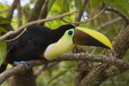 alfsolano:Chestnut-mandibled Toucan (Ramphastos swainsonii). ©Alfredo Solano