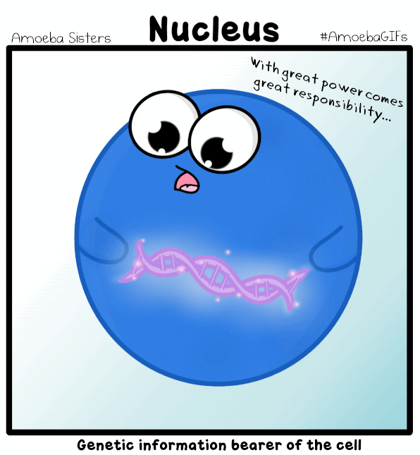 The Amoeba Sisters — Containing DNA like a boss…