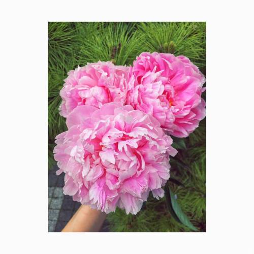 kinyíltak #peonies #peony #flowerstagram #flowersofinstagram #floweroftheday #peonylove #mik 