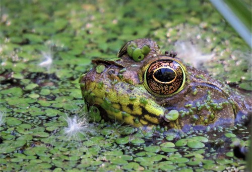 That eeeeye! I was going through all the pics I had on my camera and I came across my summer pond photos from St. Louis County. It won’t be too long before the frogs will be calling again. Can you tell I’m ready for spring?
Edit: Likely bullfrog,...