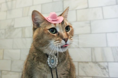 Mini Pink Cowboy Cat Hat By AristocatHats 