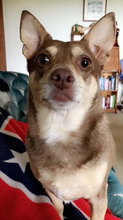 morganray311: chasingtrophywhitetails:   thatssogayman:   reddirtgirl95:   si3rra-xox:   carolina-viking:   russdom:   oldwarhorse1775:   moosemarine:   downhomebrunette:  red-faced-wolf:   Reblog this with a picture of your dog       Bonus with my uncles
