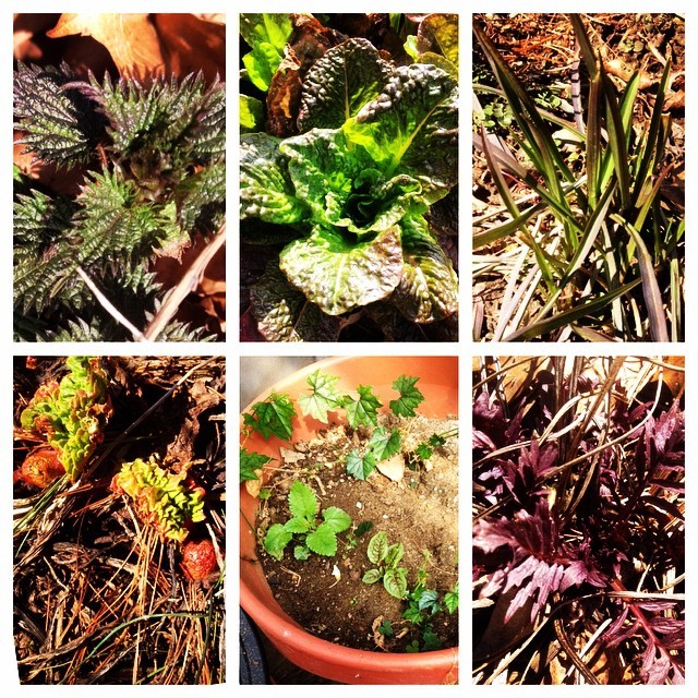 Look who made it to the future! Clockwise from top left: Stinging Nettles; Eva Snaders Brown Lettuce (you can buy this through Baker Creek Heirloom Seeds online in the William Woys Weaver collection); Luthi Salsify; Valerian; Trichosanthes (Japonese...