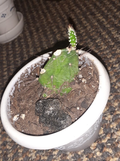 Some Of My Plants Have New Leaves