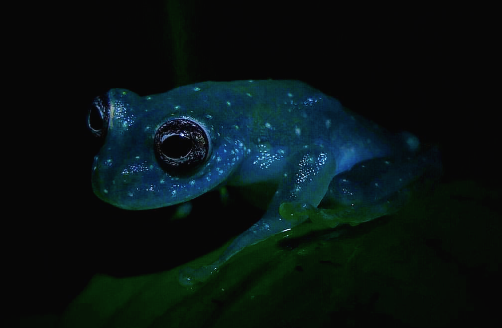 aesthesiamag: Glass Frog Looks Like a Glowing Constellation in the Rainforest The