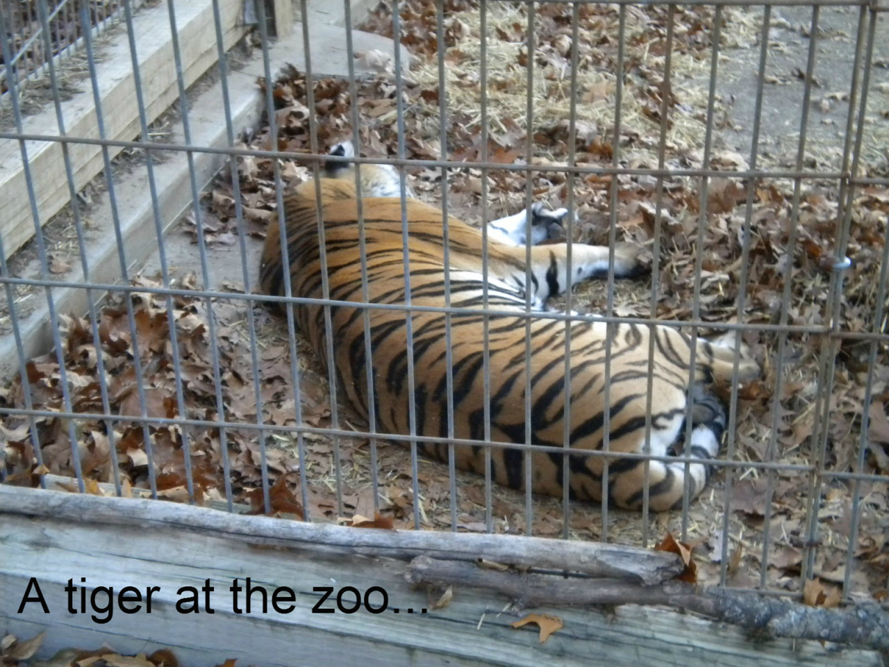 officialkakyointenmei:  adviceforvegans:Say NO to captivity!pls do not compare zoos