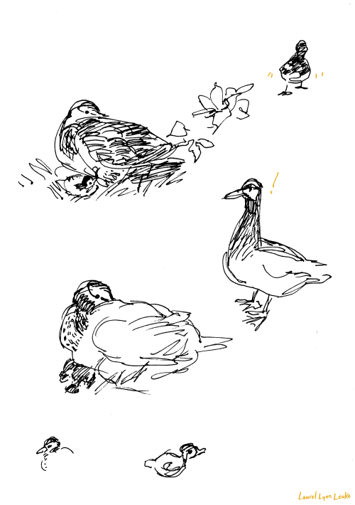 “rolling ball” pen drawings of ducks by the Seekonk River I did back in July. The top ones are of a 