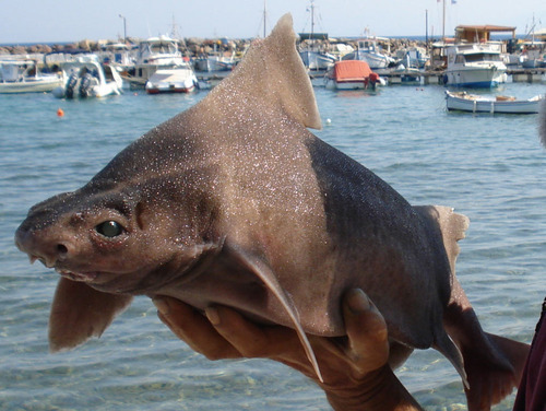 bunjywunjy:  earthlynation:  Angular Rough Shark. Source  put the sad triangle back in the water 