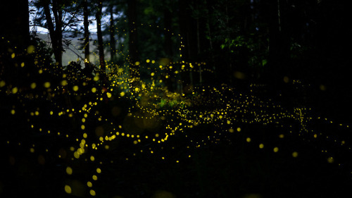 90377:twinkling forest by hiroshi.y