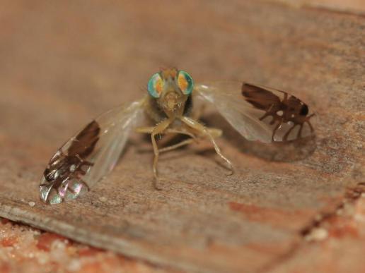 sixpenceee:  Goniurellia tridens is the fly with ant-mimic wings. Those “ants”