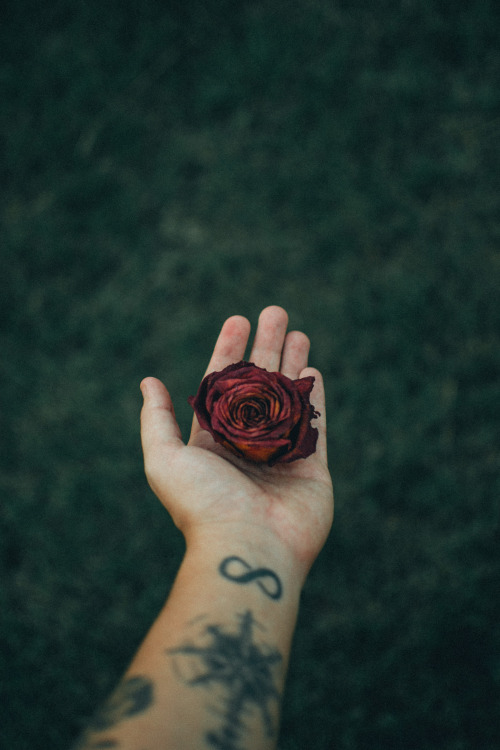 matialonsorphoto:  withering by matialonsor 