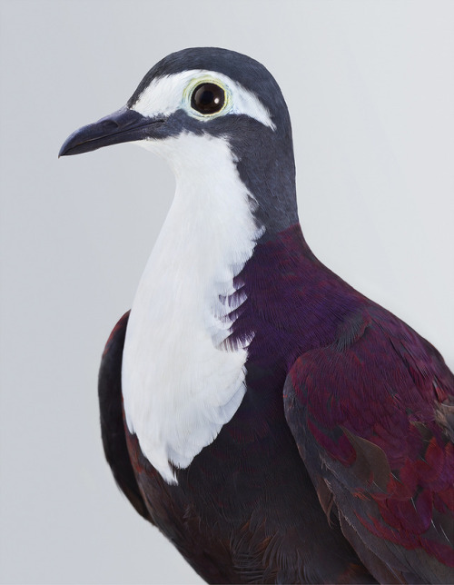 New Feathery Portraits That Peek Inside The Personalities Of Cockatoos And Doves 