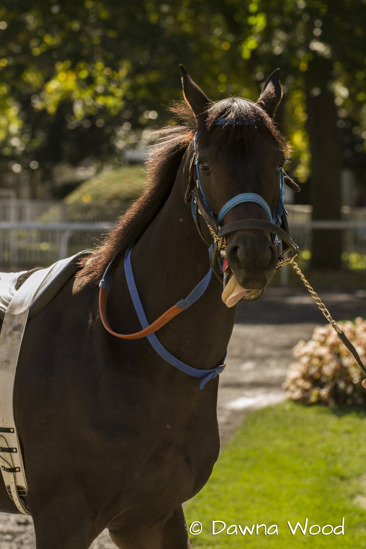 Real cute, horse.