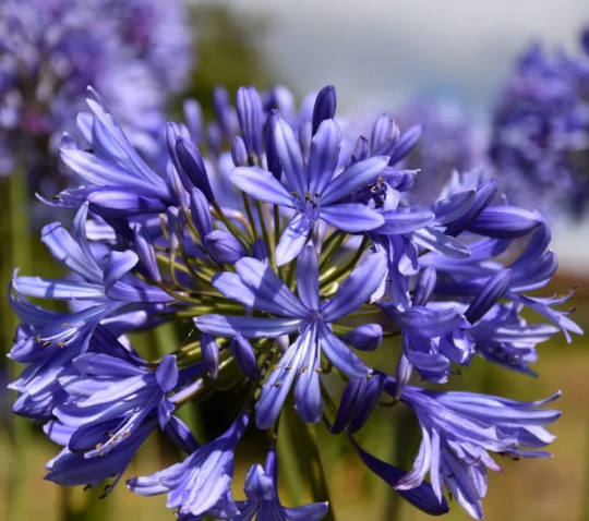 How to Grow Agapanthus