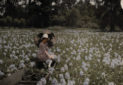  In a sea of flowers, 1920s 