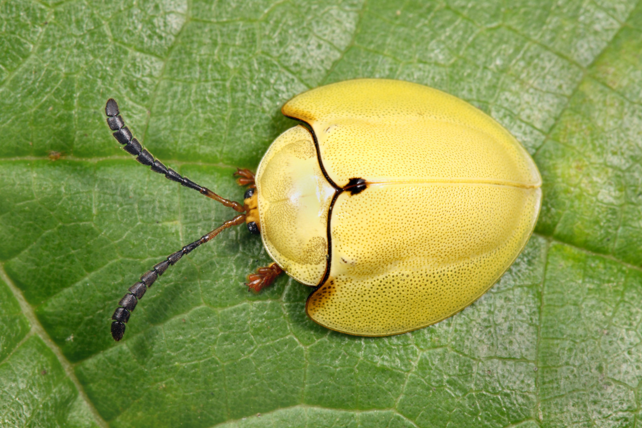coolthingoftheday:  TOP TEN COOLEST BEETLES 1. Golden tortoise shell beetle 2. Giraffe