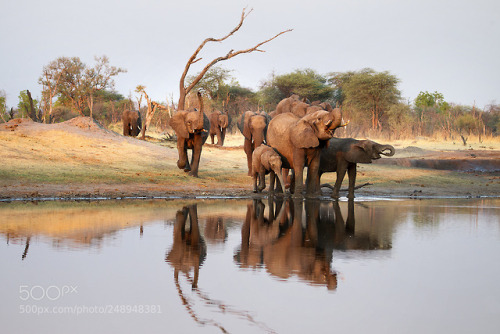Thirsty Elephants by jackykobelt