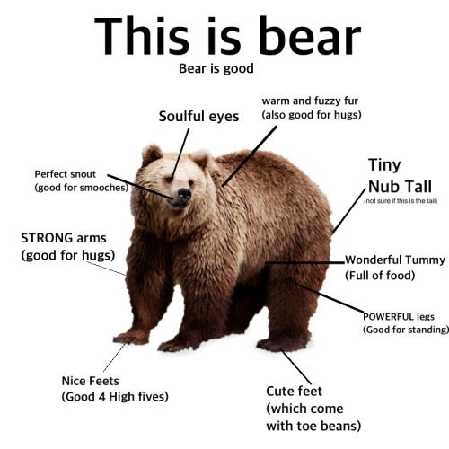 tardisdelorean:themusicalpaws:here is why Bear are the best@ursineknight