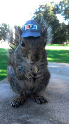 npr:  Meet the Squirrel Whisperer (photo